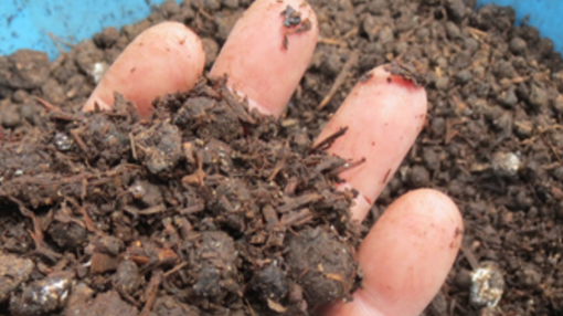 Picture of AGED MUSHROOM COMPOST