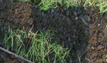 Picture of 25L BAG TOPDRESSING