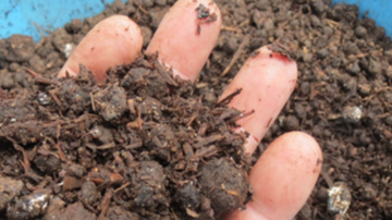Show details for 25L BAG MUSHROOM COMPOST Picture of 25L BAG MUSHROOM COMPOST