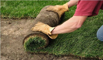 Picture of SOD - 9 SQFT - 24" X 4.5'
